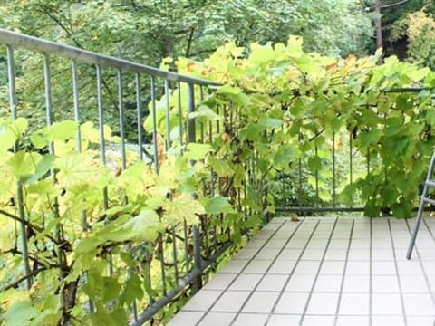 Hotel Winneburg Vacation rental in Cochem-Zell