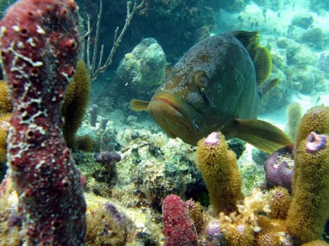 Windsong on the Reef Vacation rental in The Bight Settlement