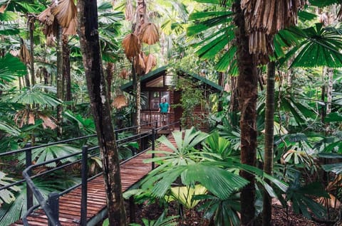 Daintree Wilderness Lodge Resort in Cape Tribulation