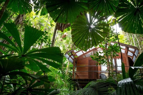 Daintree Wilderness Lodge Vacation rental in Cape Tribulation