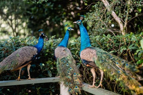 Shambala Eco Retreat Vacation rental in Tamborine Mountain