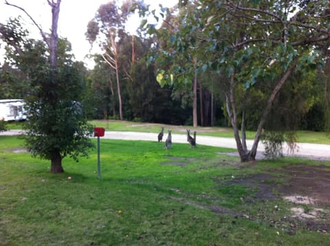 Mallacoota's Shady Gully Caravan Park Vacation rental in Mallacoota