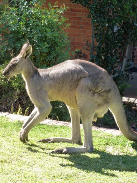 The Grampians Motel and The Views Bar & Restaurant Vacation rental in Halls Gap