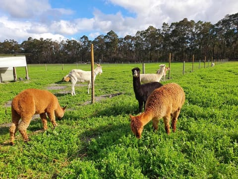 Kerriley Park FarmStay Vacation rental in Yelverton