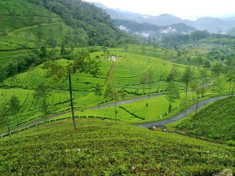 Wild Elephant Eco-Friendly Resort Vacation rental in Munnar