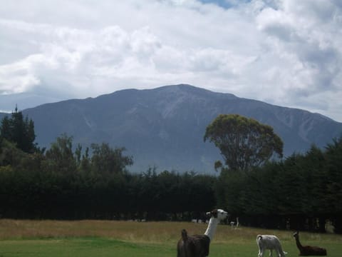 Wacky Stays - unique farm-stay glamping rentals, FREE animal feeding tours Vacation rental in Kaikōura