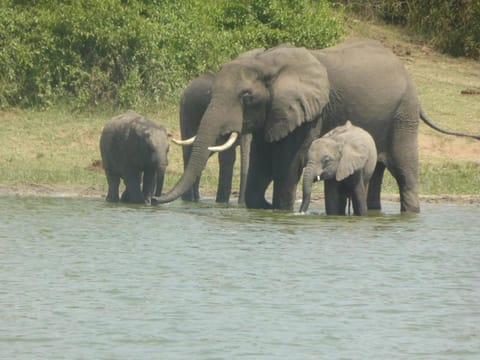 Irungu Forest Safari Lodge Vacation rental in Uganda