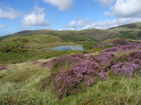 Awel y Mor Vacation rental in Aberdyfi