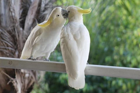 Airlie Beach Eco Cabins - Adults Only Vacation rental in Whitsundays