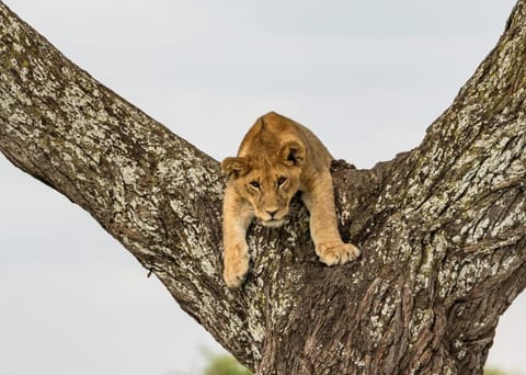 Melia Serengeti Lodge Vacation rental in Kenya