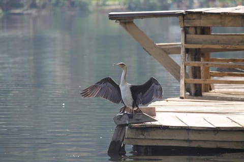 Crater Bay Cottages Vacation rental in Uganda