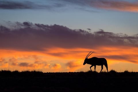 Wilderness Safaris Kulala Desert Lodge Lodge in Namibia