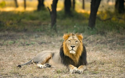 The Postcard Gir Wildlife Sanctuary Vacation rental in Gujarat