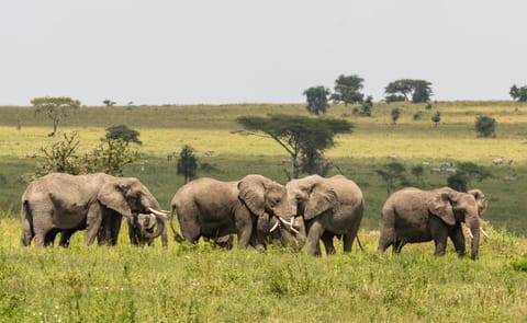 Ngorongoro Lodge member of Melia Collection Vacation rental in Kenya