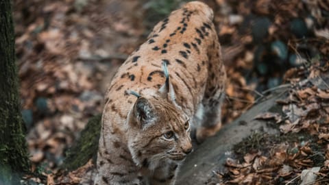 A glimpse into the wild. The incredible biodiversity captured in one series.