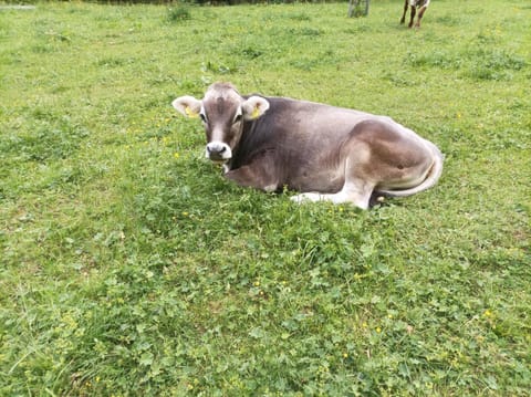 Ferienwohnung Hartlgut Aufenthalt auf dem Bauernhof in Bad Hofgastein