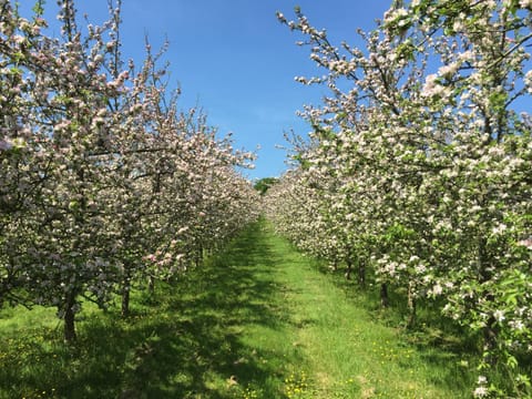 Spring, Natural landscape