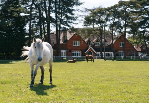 Property building, Day, Garden, Animals