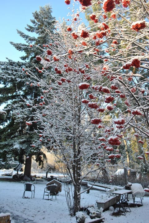 Winter, Garden