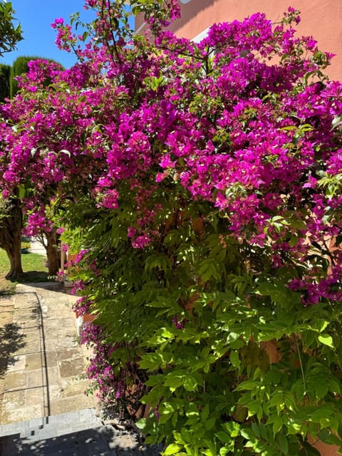 Garden, Garden view