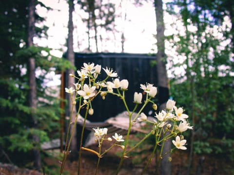 Black Spruce - Orange Door House in Whitehorse