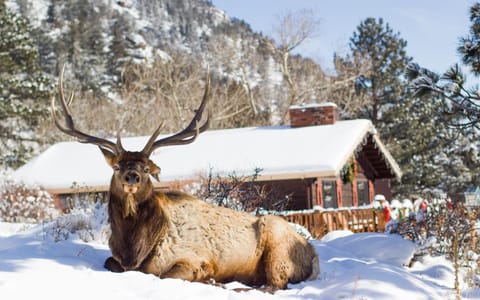 Natural landscape, Winter, Animals, Mountain view