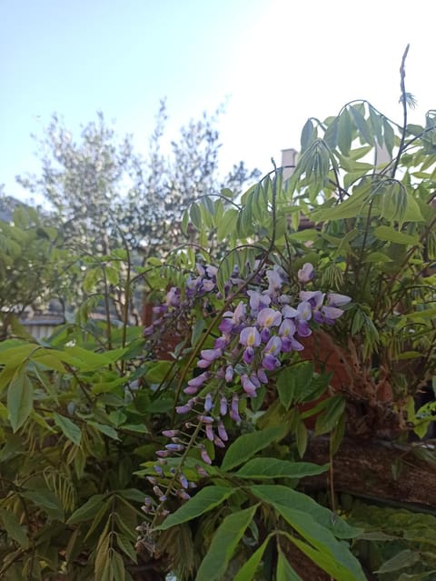 Spring, Day, Garden, Garden view