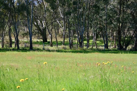 Spring, Natural landscape, Garden, Garden view