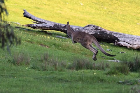 Natural landscape, Animals