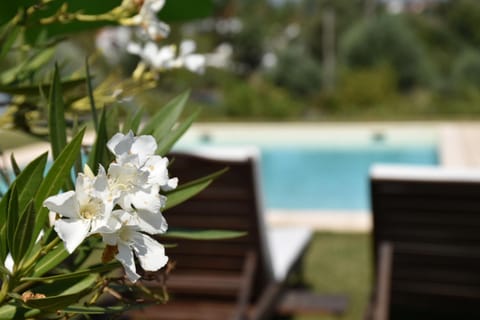 Garden, Pool view, sunbed