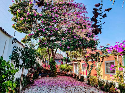 Garden, Garden view, Parking