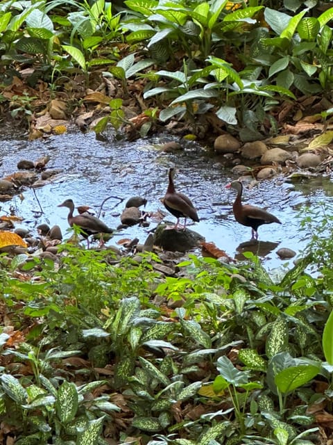 Cabañas Del Lago . Bungalows Nature lodge in Alajuela Province