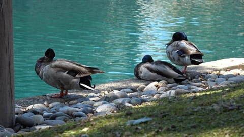 Blue Lagoon near Apple Condo in Santa Clara