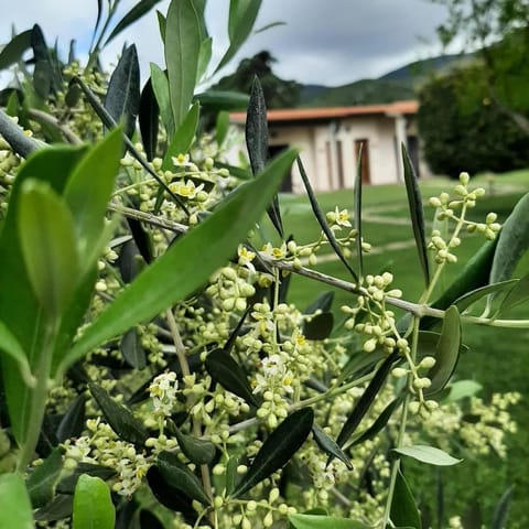 AgriturismoValbona Farm Stay in Castiglione della Pescaia