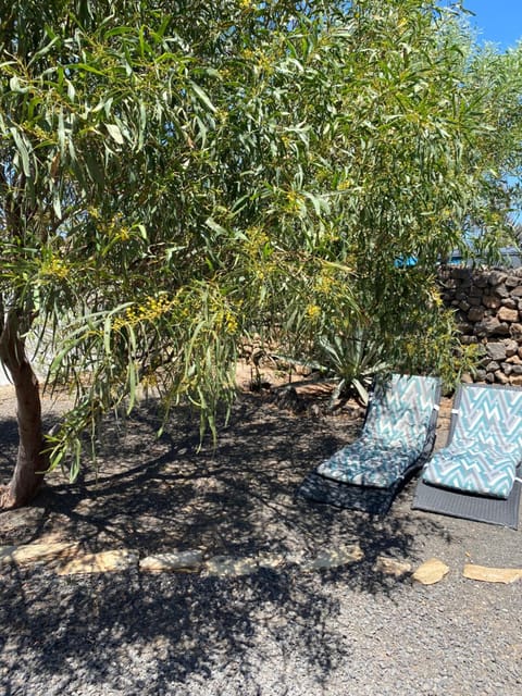 Garden, Garden view, sunbed