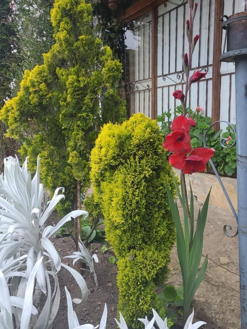 Day, Garden, Garden view