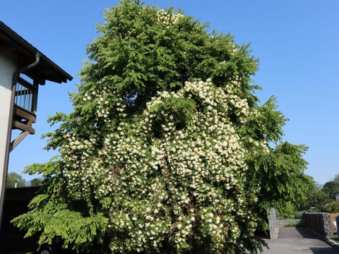 Garden, Garden view