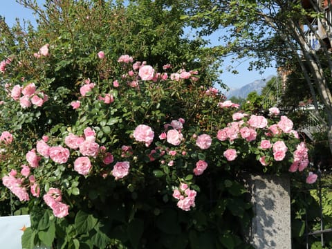 Garden, Garden view