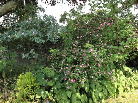 Garden, Garden view