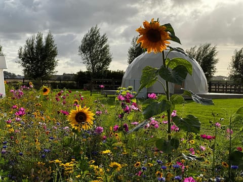 Day, Garden, Garden view