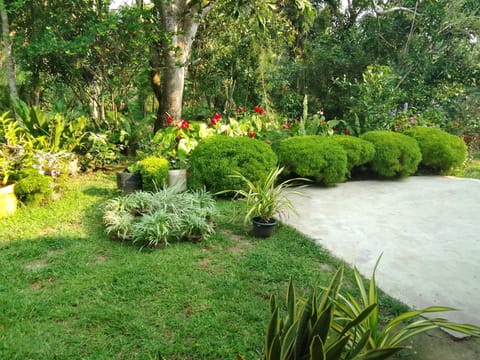 Natural landscape, Garden, Garden, Garden view