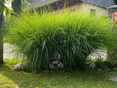 Garden, Garden view