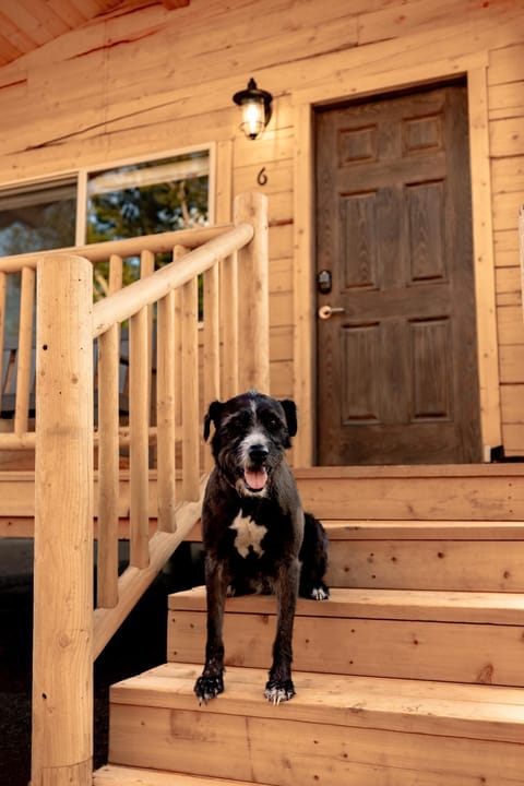 Pet Friendly Cabins in Hanksville Utah Casa in Capitol Reef