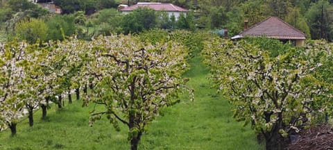 Chateau Orman Nature lodge in Ohrid