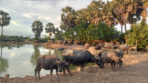 Meta Homestay Bed and Breakfast in Krong Siem Reap