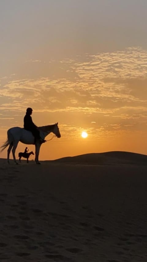 اسطبلات أساور للفروسية Asawer Equestrian Stables Campground/ 
RV Resort in Dubai