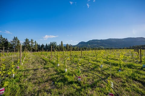 First Estate Winery Country House in Peachland