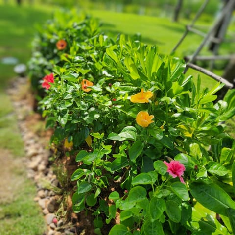 Spring, Garden, Garden view