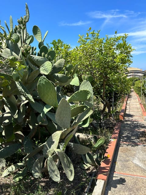 Day, Garden, Garden view