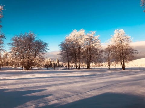 Natural landscape, Winter, Garden, View (from property/room)